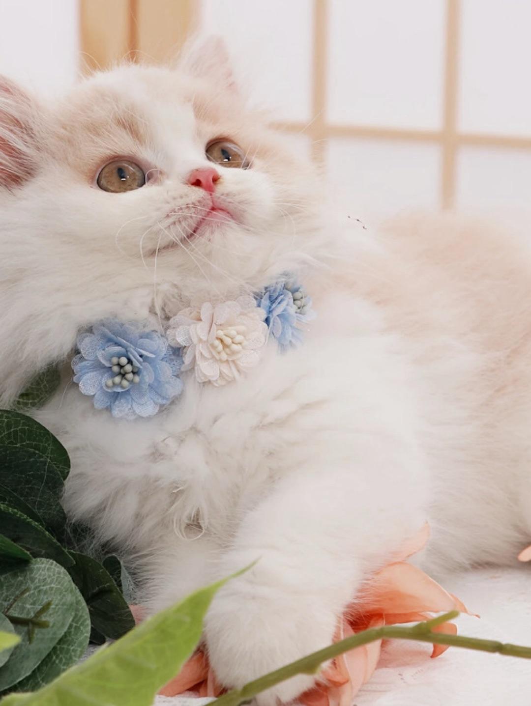 Çiçekli Kedi/Köpek Tasması